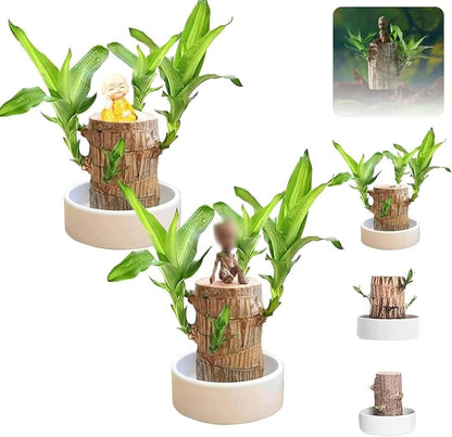 Brazilian Lucky Wood, Mini Home Plant Decorations (Pack of 2)